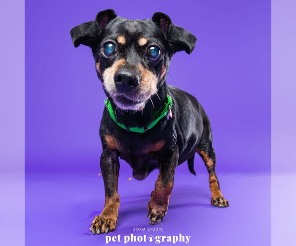 Medium Photo #6 Dachshund-Unknown Mix Puppy For Sale in Fargo, ND, USA