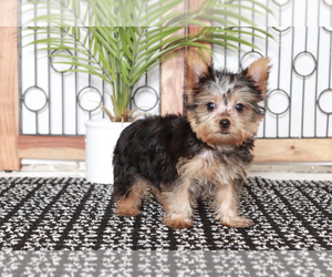 Yorkshire Terrier Puppy for sale in NAPLES, FL, USA