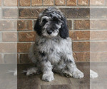 Puppy Captain Goldendoodle