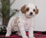 Small Photo #25 Cavapoo (Miniature) Puppy For Sale in GOSHEN, IN, USA