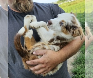 Miniature Australian Shepherd Puppy for sale in MILTON, WI, USA
