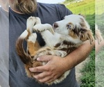 Small Miniature Australian Shepherd