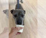 Small #3 Boxer Mix