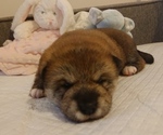 Small Photo #5 Shiba Inu Puppy For Sale in DALY CITY, CA, USA
