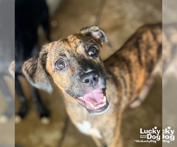 Medium Photo #3 Boxer-Plott Hound Mix Puppy For Sale in Washington, DC, USA