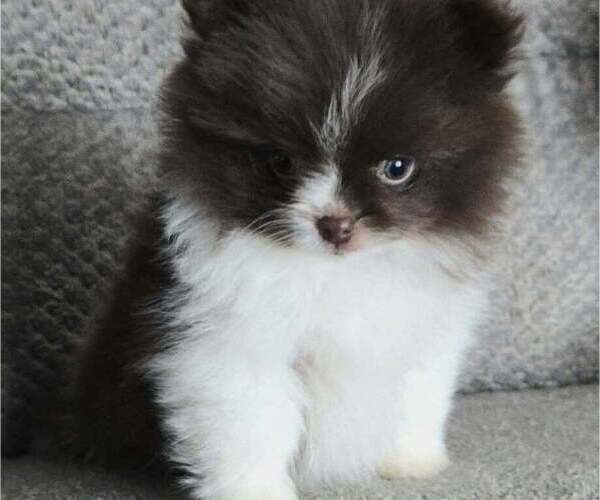Medium Photo #3 Pomeranian Puppy For Sale in ORRVILLE, OH, USA