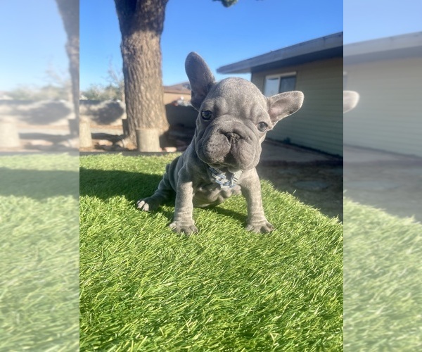 Medium Photo #7 French Bulldog Puppy For Sale in WEST HOLLYWOOD, CA, USA