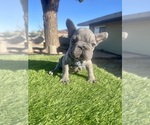 Small #6 French Bulldog