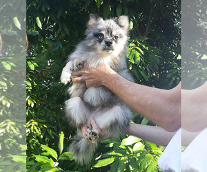 Pomeranian Puppy for sale in PALM BCH GDNS, FL, USA