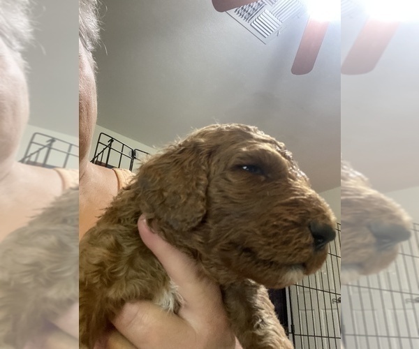 Medium Photo #6 Poodle (Standard) Puppy For Sale in BARTLETT, TX, USA
