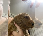 Small Photo #6 Poodle (Standard) Puppy For Sale in BARTLETT, TX, USA