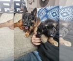 Small Photo #1 German Shepherd Dog Puppy For Sale in BENTON, LA, USA