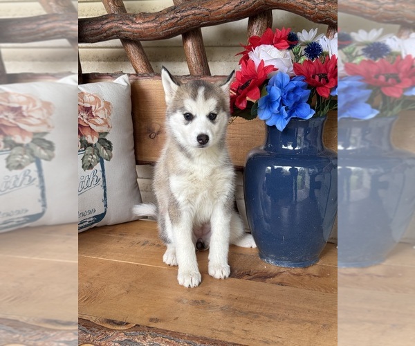 Medium Photo #10 Pomsky Puppy For Sale in VENUS, PA, USA