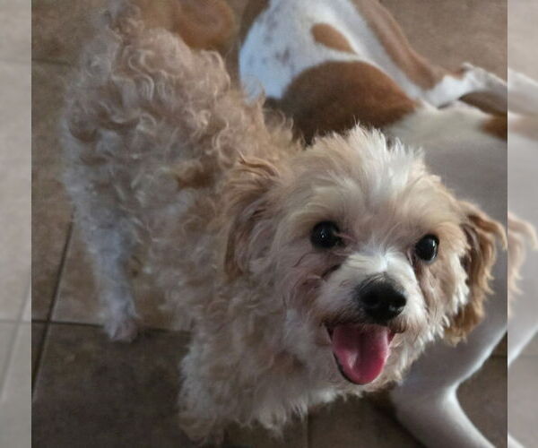 Medium Photo #4 Maltese-Poodle (Toy) Mix Puppy For Sale in San Antonio, TX, USA