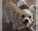 Small #3 Maltese-Poodle (Toy) Mix
