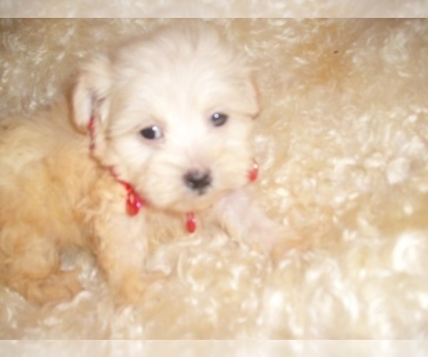 Medium Photo #5 Poodle (Toy) Puppy For Sale in JACKSON, MS, USA