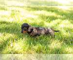 Small #5 Dachshund