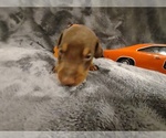 Small Photo #13 Doberman Pinscher Puppy For Sale in BENTON, KY, USA