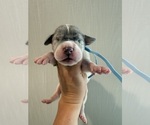 Small Photo #39 Great Dane Puppy For Sale in HALLETTSVILLE, TX, USA