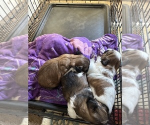 Shih Tzu Puppy for sale in SUMMERVILLE, SC, USA