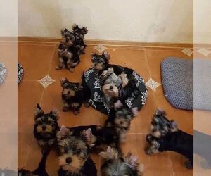 Yorkshire Terrier Puppy for sale in WINCHESTER, VA, USA