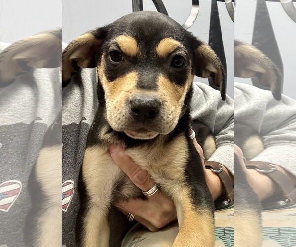 Medium Photo #2 Labrador Retriever-Unknown Mix Puppy For Sale in Jefferson, NJ, USA