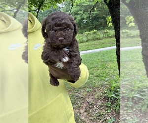 Medium YorkiePoo