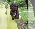 Puppy Bonnie YorkiePoo