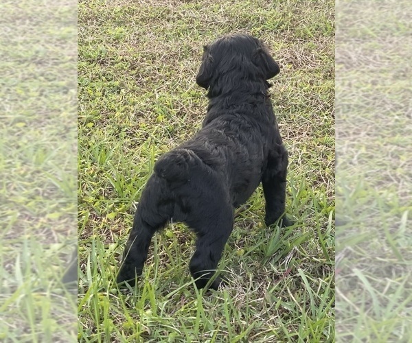 Medium Photo #30 Doodle-Goldendoodle Mix Puppy For Sale in DADE CITY, FL, USA