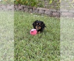 Small #6 Cavalier King Charles Spaniel