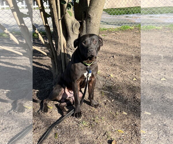 Medium Photo #8 American Staffordshire Terrier-Unknown Mix Puppy For Sale in Shermans Dale, PA, USA