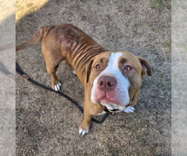 Medium Photo #1 Staffordshire Bull Terrier-Unknown Mix Puppy For Sale in Long Beach, CA, USA