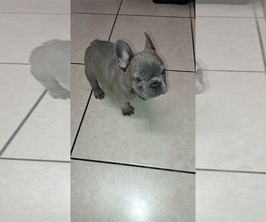 French Bulldog Puppy for sale in TEMPLE TERRACE, FL, USA