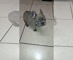 Small French Bulldog