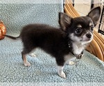 AKC Hurrah - Male Chihuahua Puppy for Sale - Photo #3