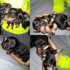 Dachshund Puppy for sale in CHESNEE, SC, USA