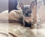 Puppy Sapphire French Bulldog