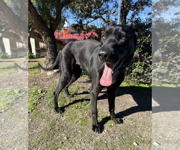 Medium Photo #3 Mutt Puppy For Sale in Salinas, CA, USA