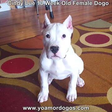 Medium Photo #167 Dogo Argentino Puppy For Sale in PINEVILLE, MO, USA