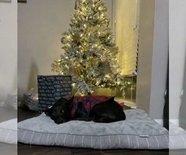 Medium Photo #4 Border Collie Puppy For Sale in Euless, TX, USA