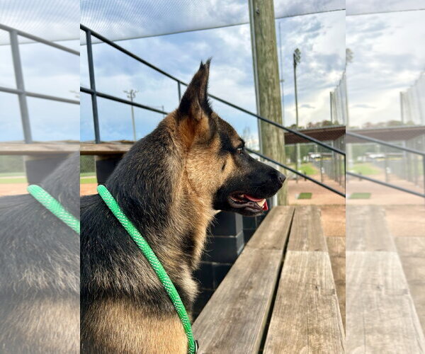 Medium Photo #4 German Shepherd Dog Puppy For Sale in Monticello, MS, USA