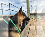 Small #3 German Shepherd Dog