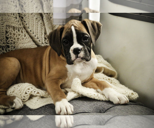 Medium Photo #4 Boxer Puppy For Sale in SHIPSHEWANA, IN, USA