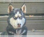 Small Photo #5 Siberian Husky Puppy For Sale in Pacific grove , CA, USA