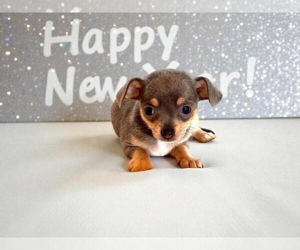 Medium Photo #28 Chihuahua Puppy For Sale in CHARLESTON, AR, USA