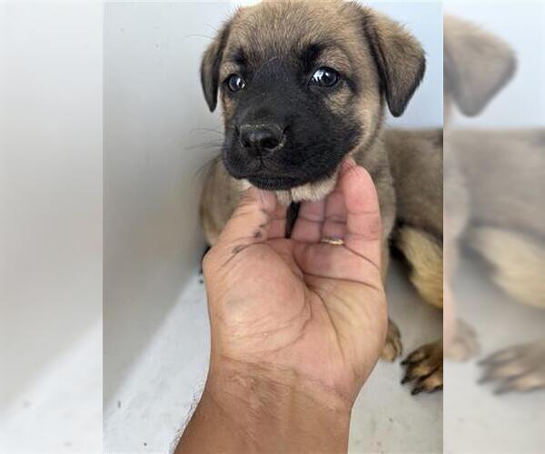 Medium Photo #1 Pug-Unknown Mix Puppy For Sale in Houston, TX, USA