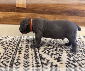 Medium Cane Corso