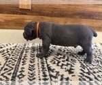 Puppy Norbert Cane Corso