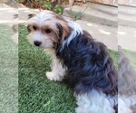 Small #2 Yorkipoo