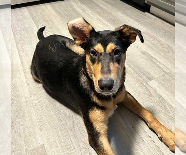 Medium Photo #6 Mutt Puppy For Sale in FRAMINGHAM, MA, USA